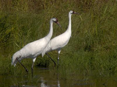 Whooping Crane pair