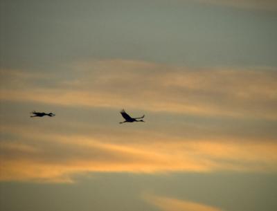 Sandhill Cranes in flight - 1