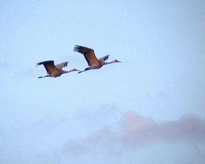 Sandhill Cranes in flight - 2
