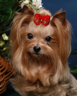 a Yorkie with full size image
