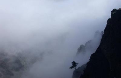 Some Trees deep in the Clouds