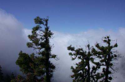 Trees over the Clouds