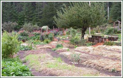 u33/martinbunting/medium/35905743.holyhockgardenpano1web.jpg