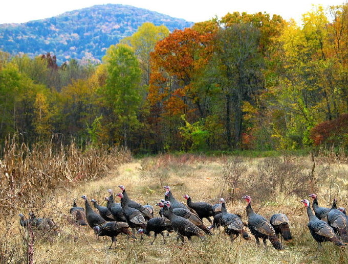 Wild Turkeys