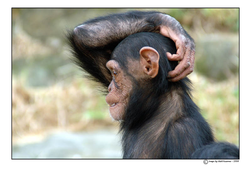 chimp.jpg