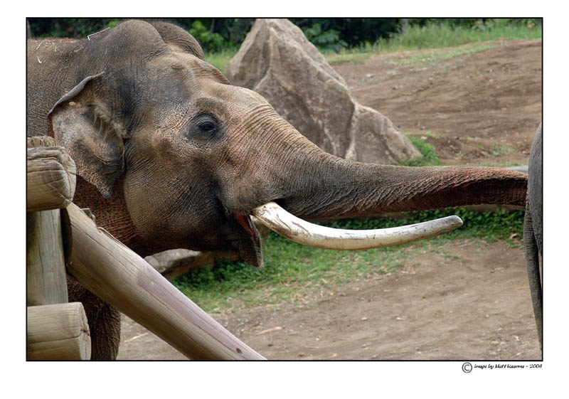 elephant.jpg