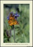 Lavender farm london Lavender farm london