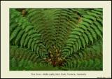 Tree Fern