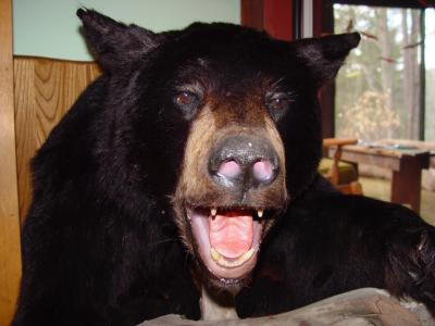 Don't Drink and Bring Home Stray Bears