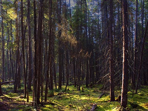 Algonquin Trails Bog