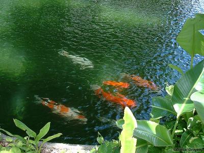 I'm no fish expert, but I suspect these might be some rather expensive Koi Carp.