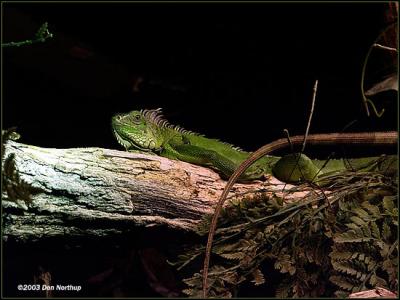 lizard-green-meany.jpg