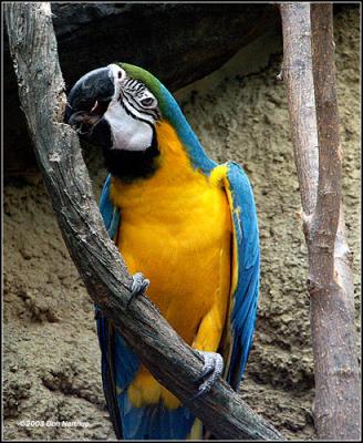 u33/minoltaman/medium/21272441.parrotchewingatree.jpg