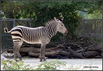 zebra-side-view.jpg