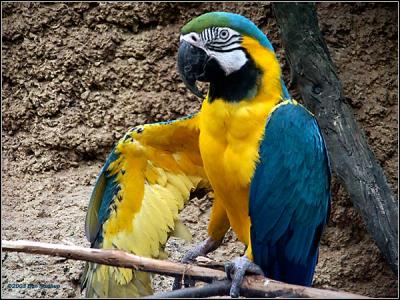macaw-the-wing.jpg