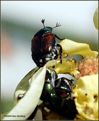 beetle-at-the-top.jpg