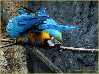 macaw-at-play-II.jpg