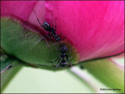 ant-orbs-VI.jpg
