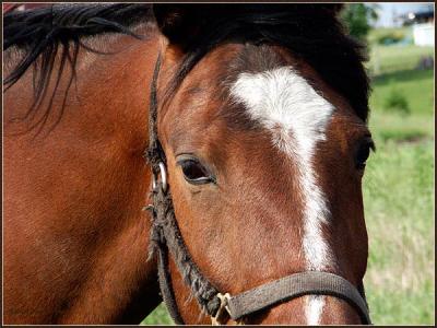 horse-close-up.jpg