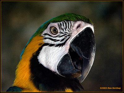 macaw-up-close-and-persona.jpg