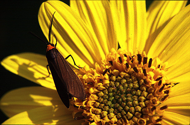 Some bug that visited my back yard.
I like his shadow on the petal.