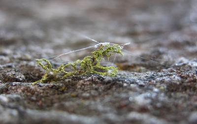 Lichen