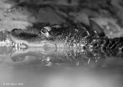Reflective Alligator