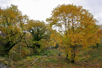 CRW_1130.jpg