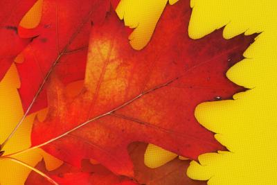 Maple Leaf on the Cutting Board