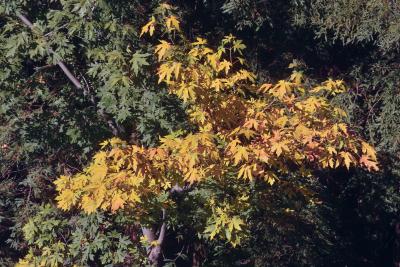 November's Maple leaves