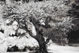 chinese bonsai