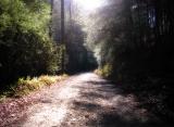 Coopers Creek 11/09/04