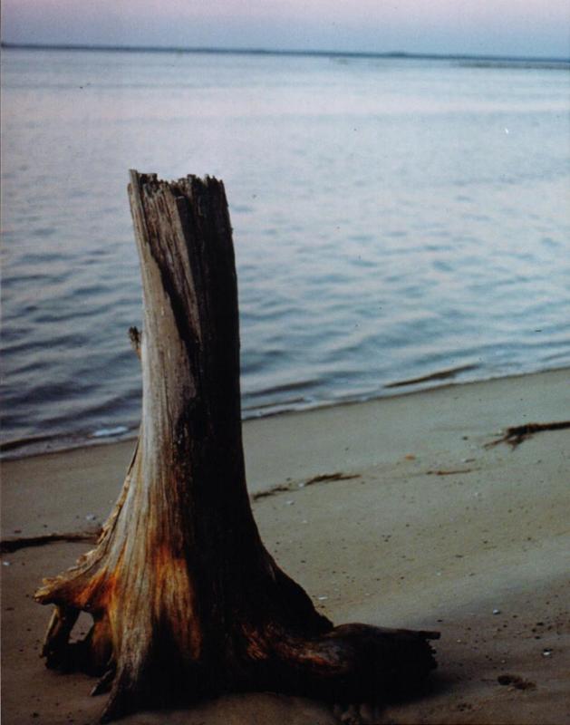 nanticokestump1.jpg