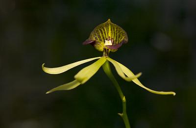 Encyclia cochleata