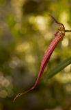 Bulbophyllum