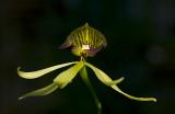 Encyclia cochleata