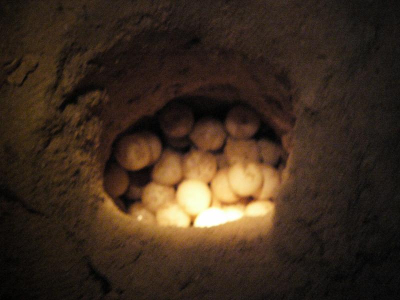 The eggs are moved to a hole in the hatchery