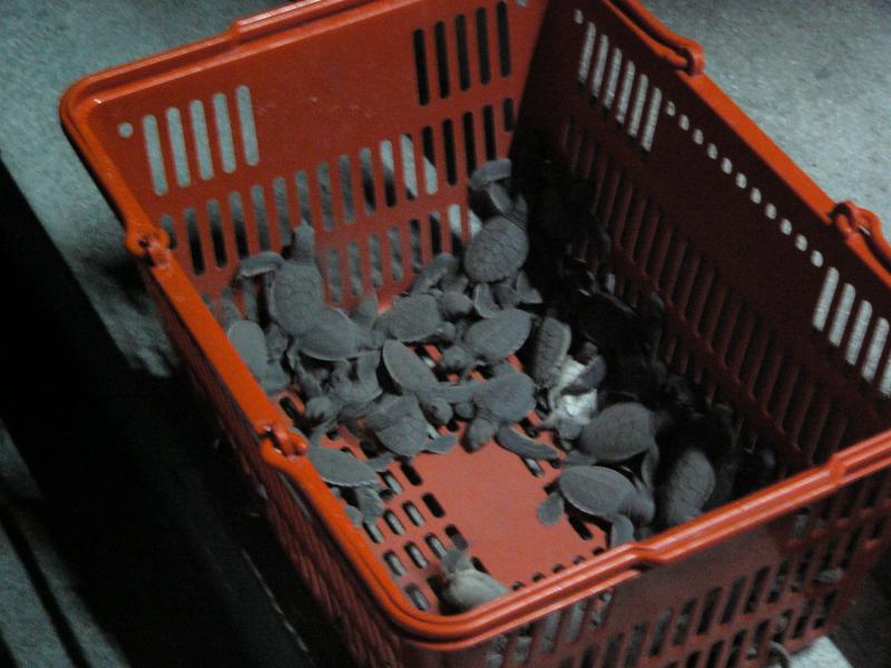Some of the hatchlings