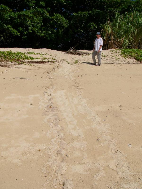 A turtle's tracks up the beach