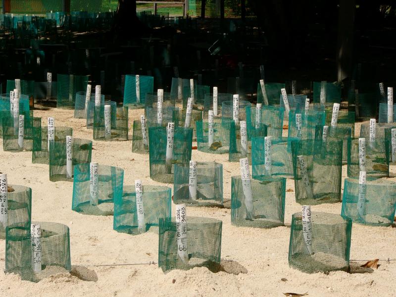 The wire is to protect against lizards & birds eating the eggs