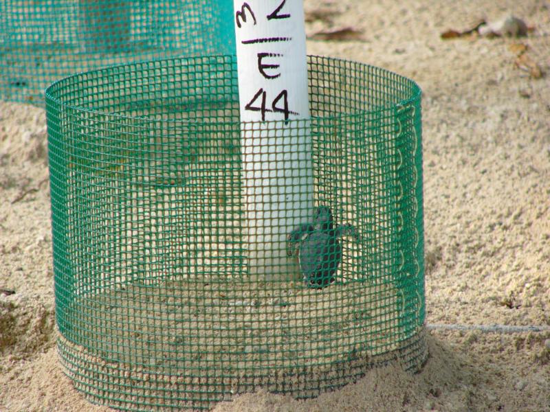 A little hatchling has come to the surface
