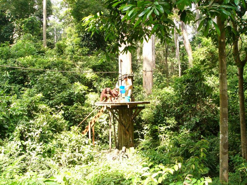 Feeding platform in the forest