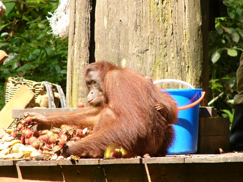 Buckets of fruit have arrived