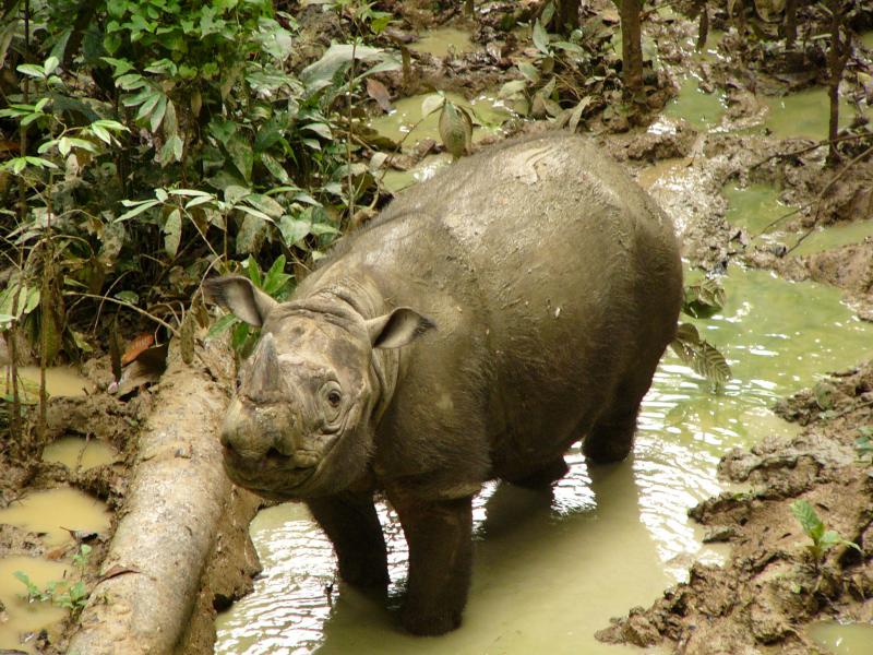 Sumatran rhinoceros