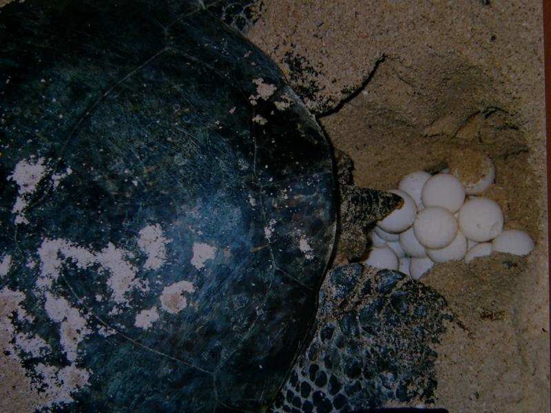 Laying eggs(postcard)