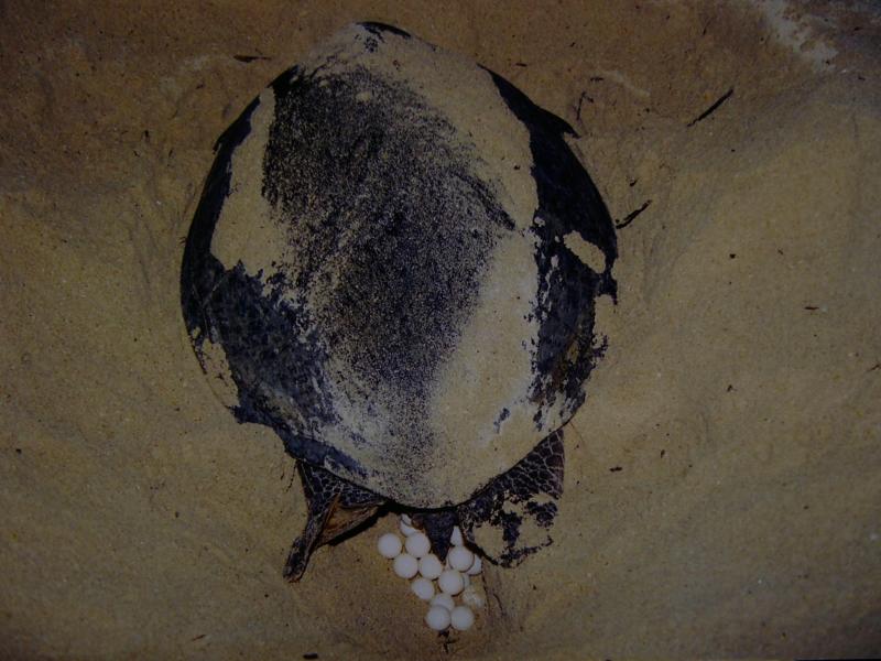 Laying eggs (postcard)