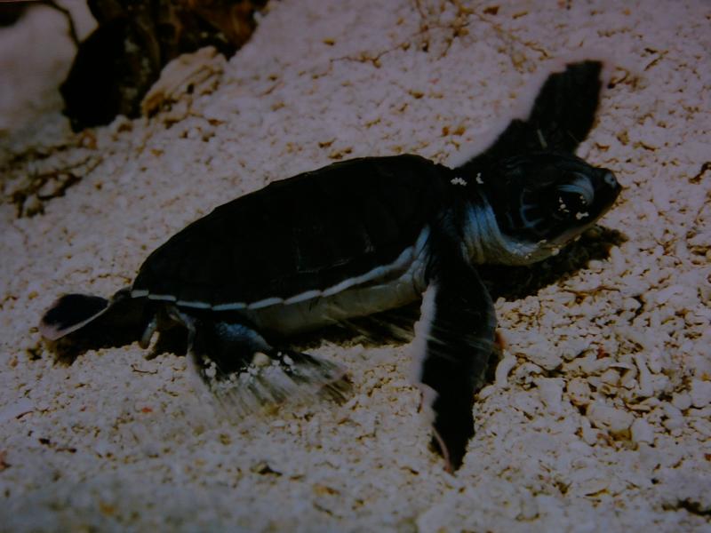 Cute hatchling(postcard)
