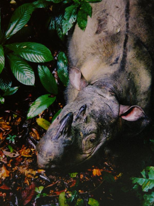 Sumatran Rhino<br><i>(postcard)</i>