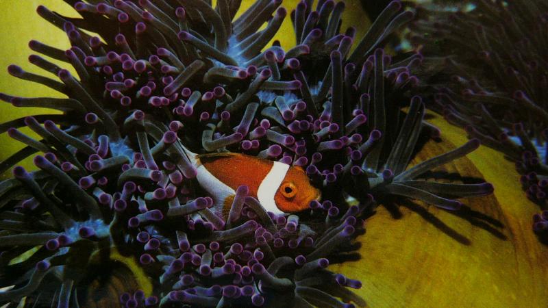 Anenome and clown fish<br><i>(postcard)</i>