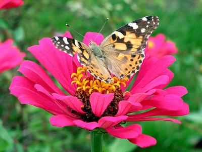 Painted Lady Butterfly